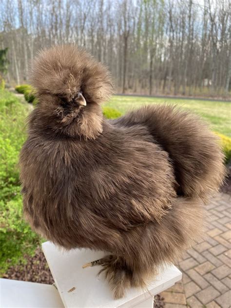 chocolate splash silkie